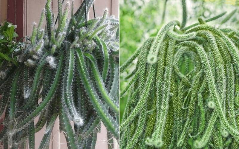 Dog Tail Cactus Vs Rat Tail Cactus (Key Differences)