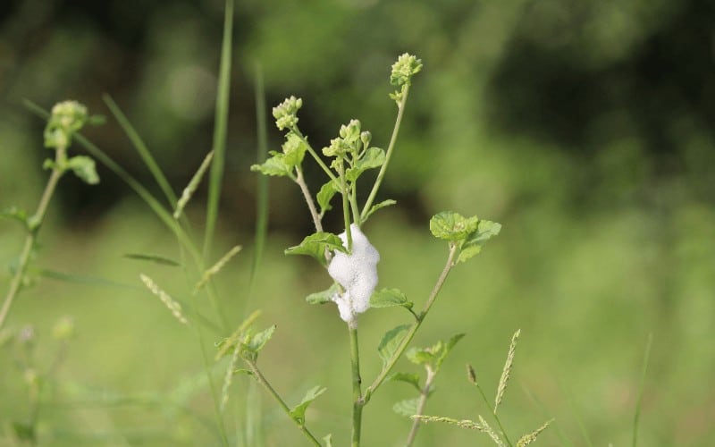 How Does Diatomaceous Earth Kill Fungus