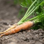 How Nutritious Are Carrots as Vegetables