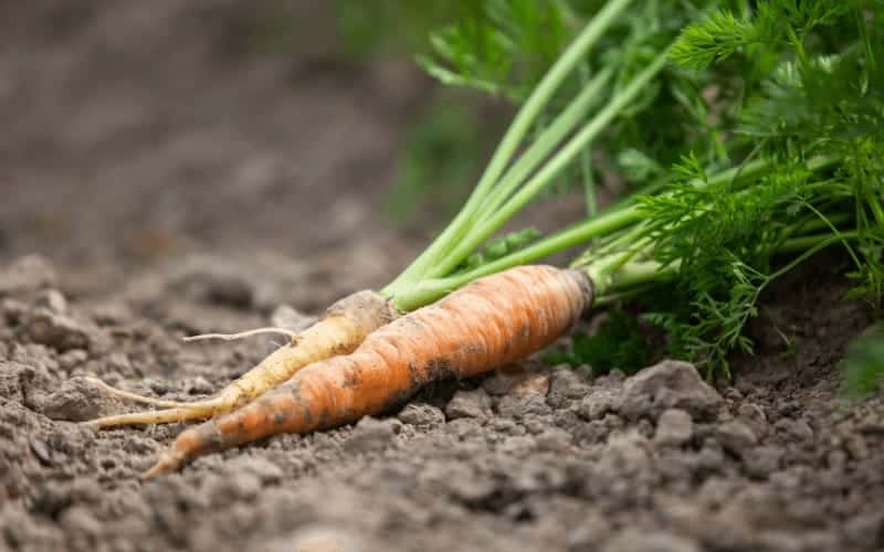 Is Carrot A Fruit Or Vegetable? (Critical Expert Views)