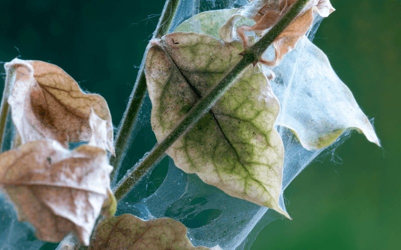 How To Get Rid Of Spider Mites On Hibiscus