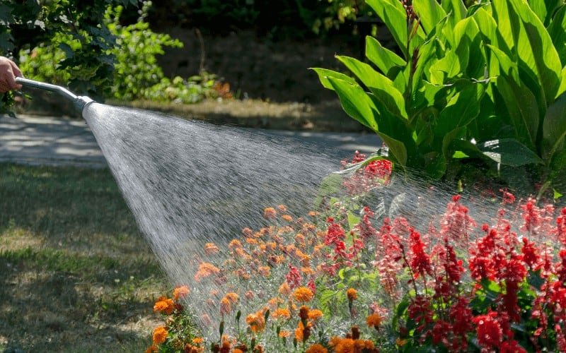 How To Make Tap Water Safe For Plants
