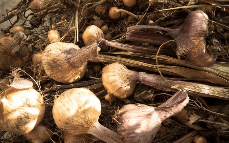 How to Preserve Gladiolus Corm