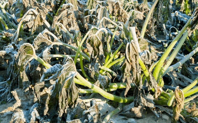 How to Save Plants from Frost Damage