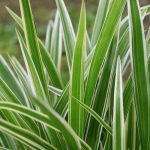 Interesting Facts About Spider Plants