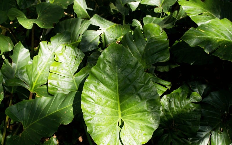 6 Common Types Of Leaf Diseases With Photos Causes