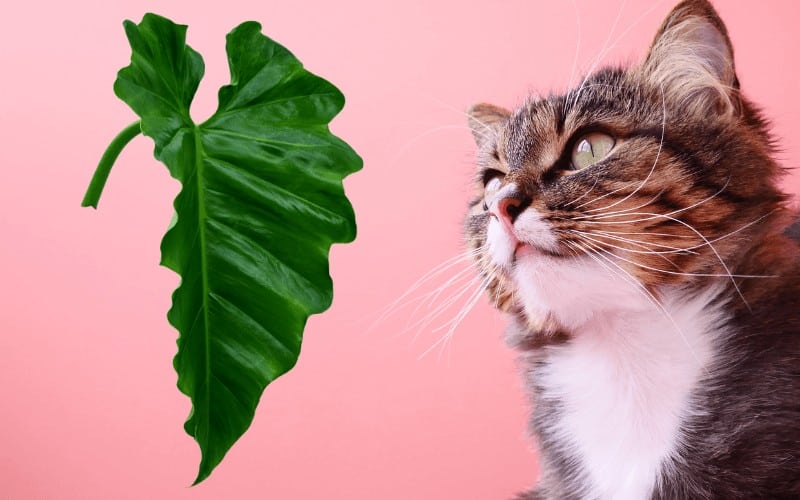 Is Philodendron Toxic to Cats