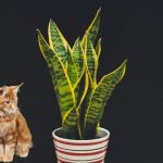 Is Snake Plant Poisonous for Cats