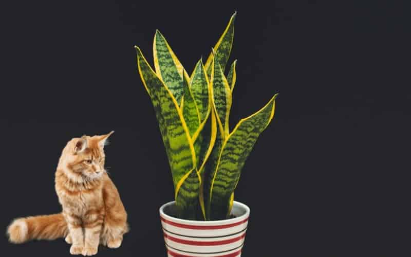 Is snake plant safe for cats (dogs & other pets? )