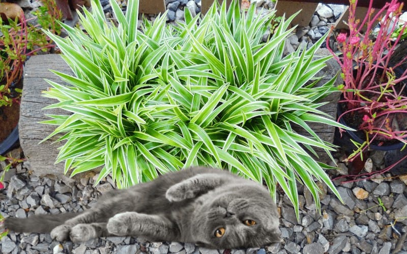 Is Spider Plant Safe For Cats