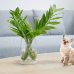Is ZZ Plant Poisonous to Cats