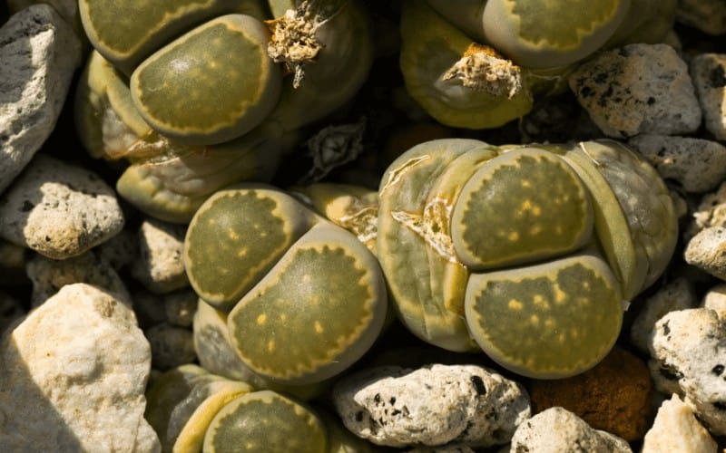 Lithops Salicola