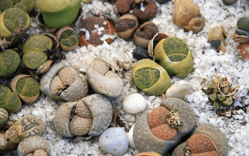 15 Types of Lithops Plant (+ Photos & How To Care for Them)