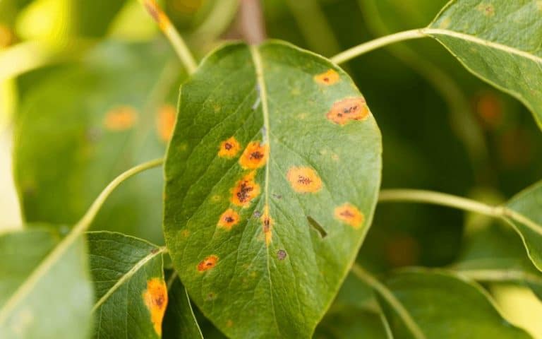 6 Common Types of Leaf Diseases [With Photos & Causes]