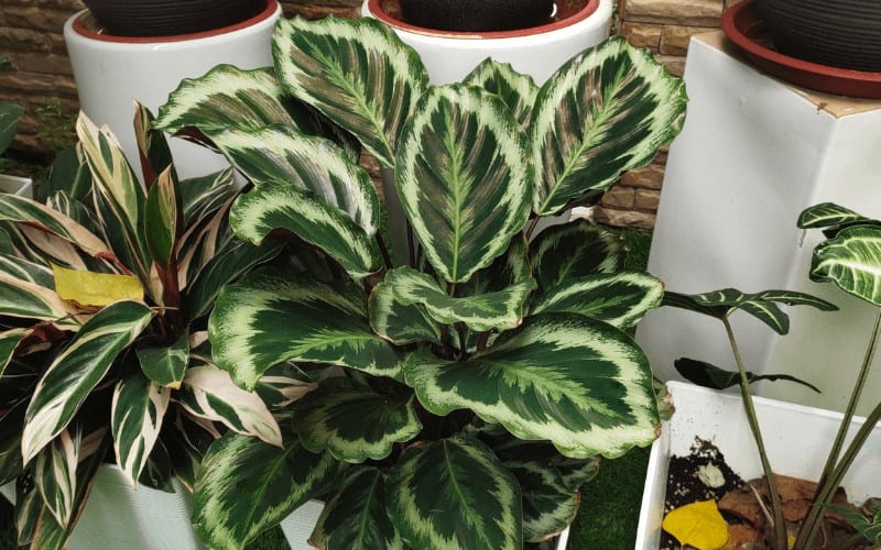 Types of Calathea