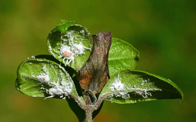 Types of Leaf Diseases