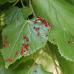 What Is Leaf Disease In Plant