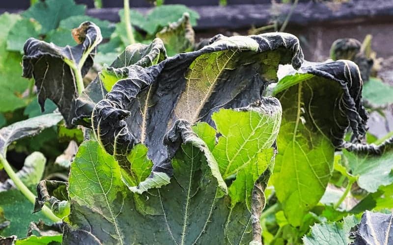 how-to-save-plants-from-frost-damage-9-easy-steps