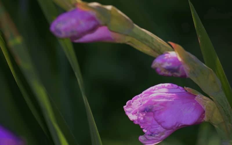 How Long For Gladiolus Bulbs To Sprout?