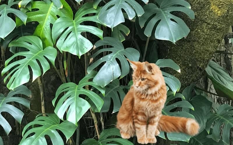 Is Philodendron Safe For Cats Dogs Other Pets