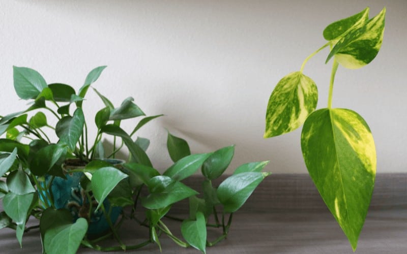 Brazil Pothos Vs Philodendron