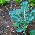 Can You Grow Broccoli From Scraps