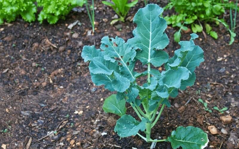 How to Grow Broccoli From Scraps (8 Proven Steps)
