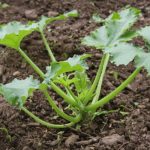 Can You Grow Zucchini from Scraps