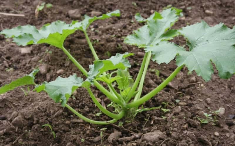 How to Grow Zucchini from Scraps (8 ReallyEasy Steps)