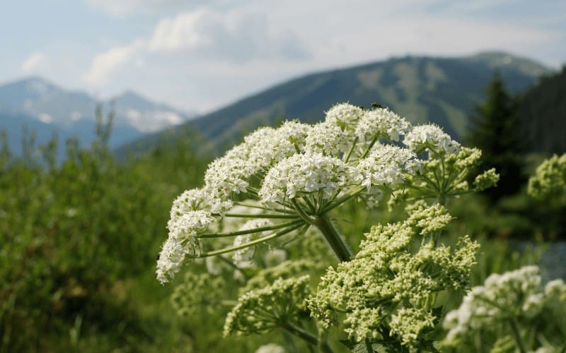 Carrot Flowers Vs Queen Anne's Lace