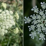 Difference Between Carrot Flowers and Queen Anne's Lace