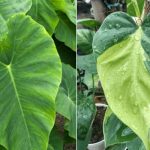 Differences Between Philodendron Cordatum and Hederaceum