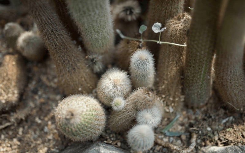 Do Cactus Like Humidity