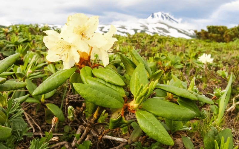 Do Rhododendrons Like Coffee Grounds