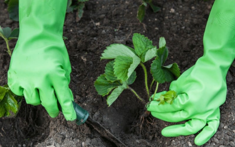 Do Strawberries Like Coffee Grounds