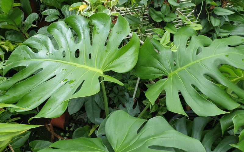 Does Monstera Like Humidity