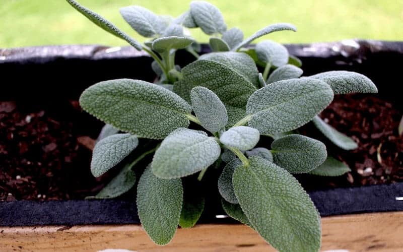 How Much Water Does Sage Need? (Can Sage Be Overwatered?)