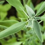 How Do You Take Cuttings From Sage