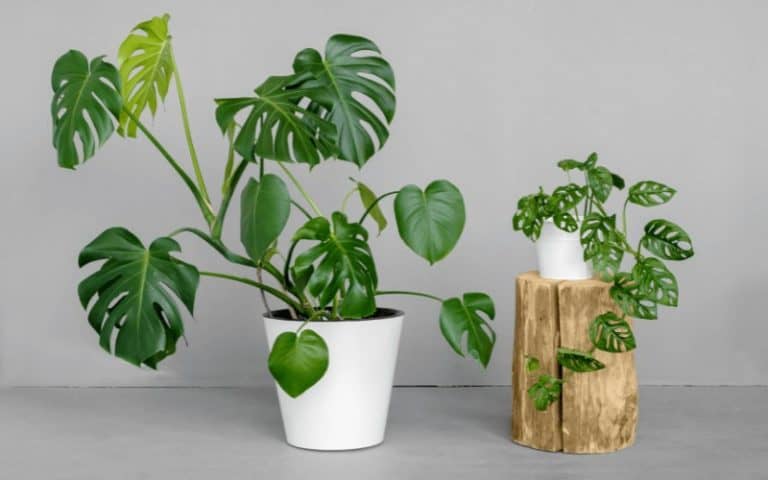 Monstera Low Humidity Does Monstera Like Humidity?
