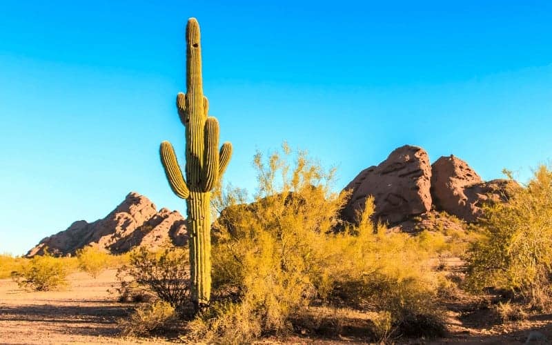 Do Cactus Like Humidity? (What You Must Know!)