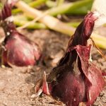 How To Care For Red Onions