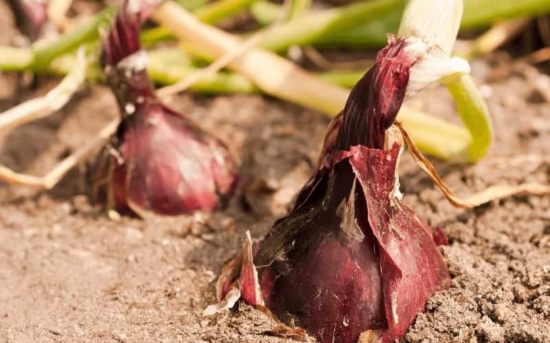 How To Grow Red Onions from Scraps (6 Quick Steps)