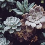 How To Care for Your Succulents in Humid Weather