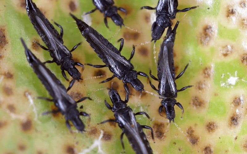 How To Get Rid Of Thrips On Hibiscus