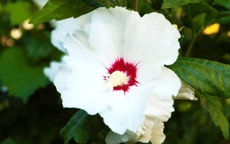 How To Get Rid Of White Bugs On Hibiscus