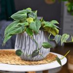 How To Grow Philodendron Hederaceum