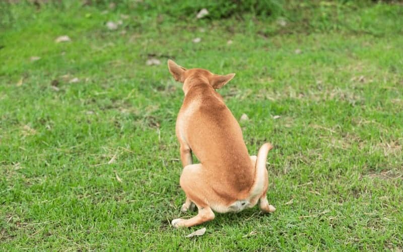 how to stop your grass from dying from dog pee