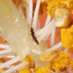 How To Identify Thrips on Hibiscus