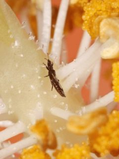 How To Identify Thrips on Hibiscus