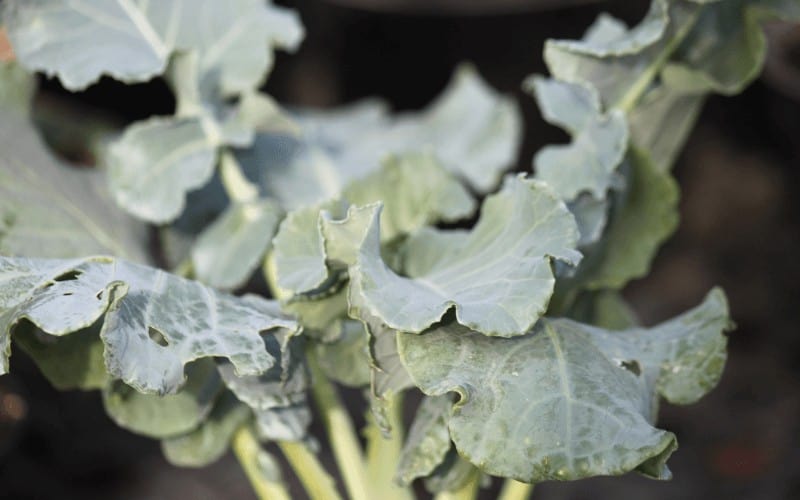 How to Grow Broccoli From Scraps